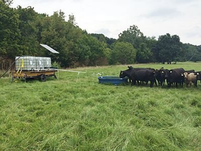 Cattle water from a portable solar waterer along middle river.
