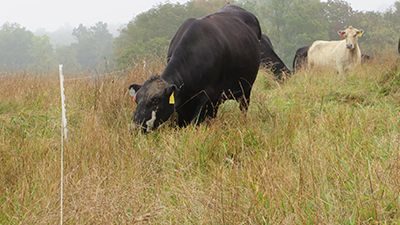 Strip-grazing summer-stockpiled pasture can provide months of grazing in late summer drought.