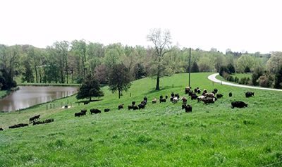 Grazing annual ryegrass in April.