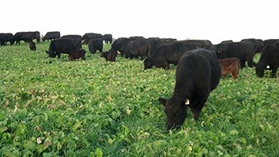 Cow-calf pairs grazing ‘Appin’ turnip & forage rye
