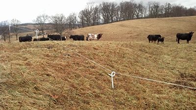 Strip grazing stockpiled fescue, January 2014